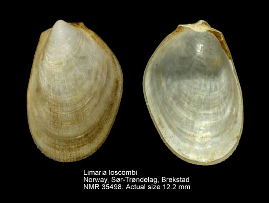 Limaria loscombi.jpg - Limaria loscombi(G.B.Sowerby,1823)